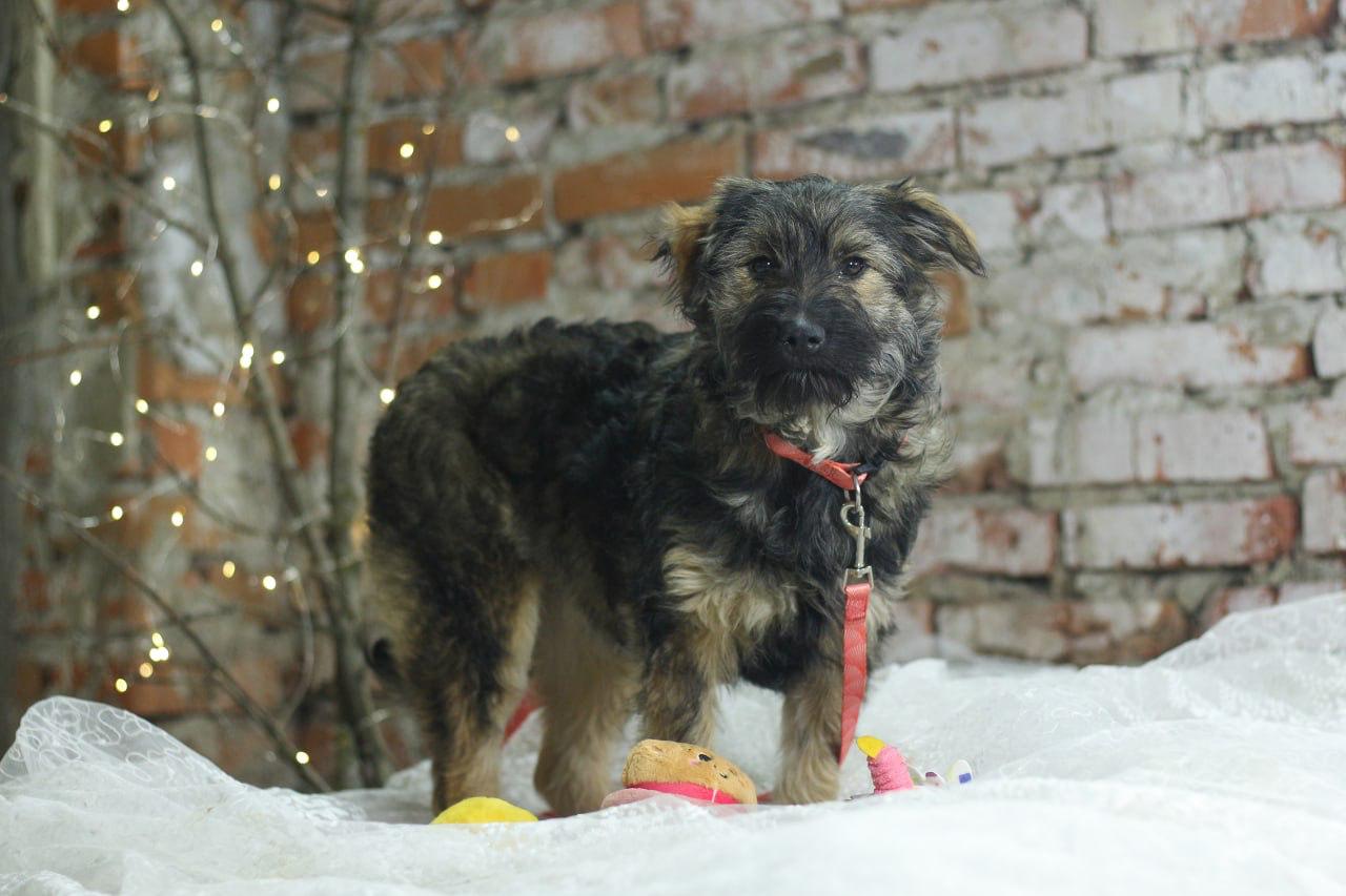 Chiens à adopter